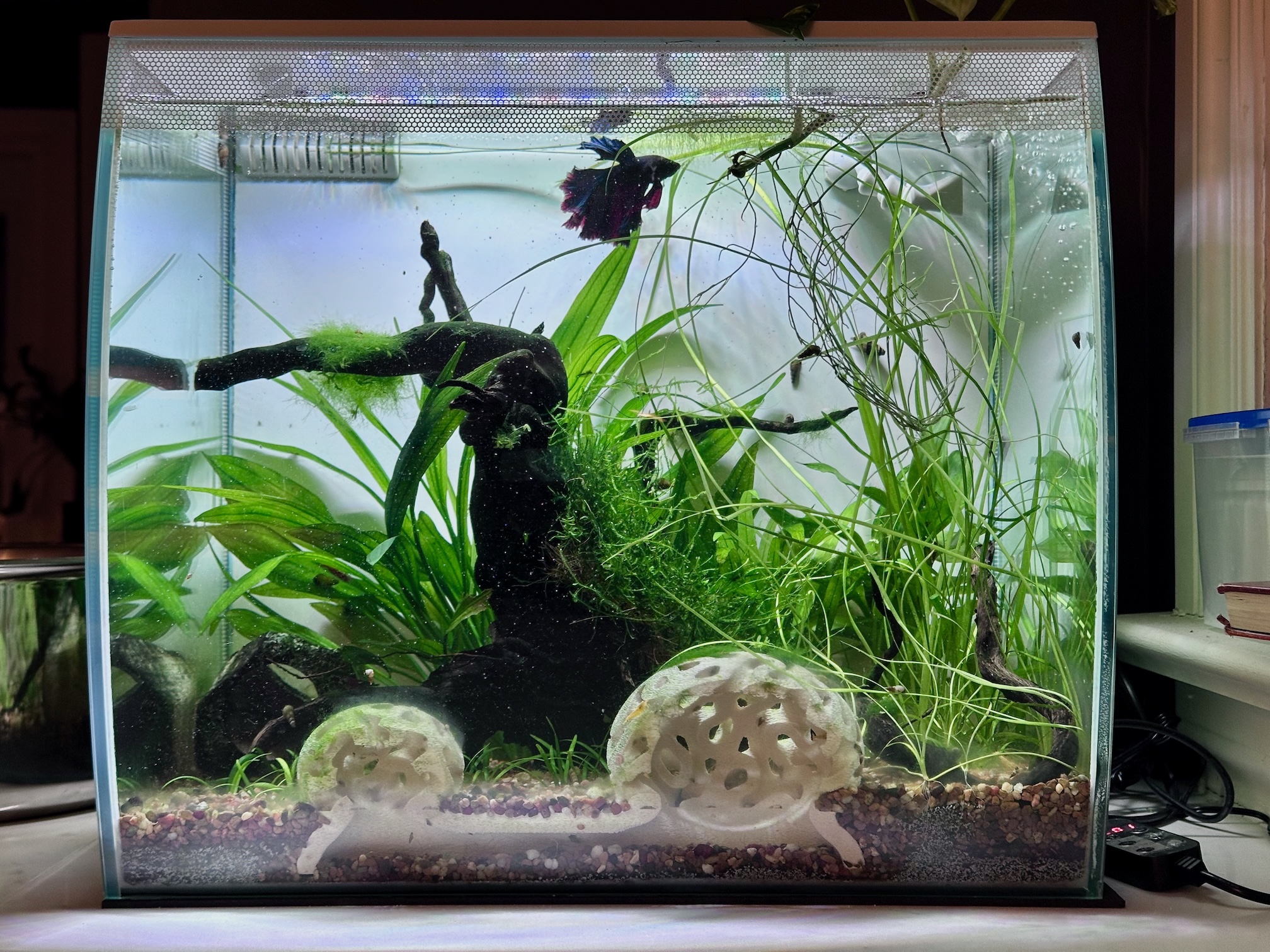 The shrimp hide in place in my tank.